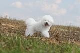 BICHON FRISE 148